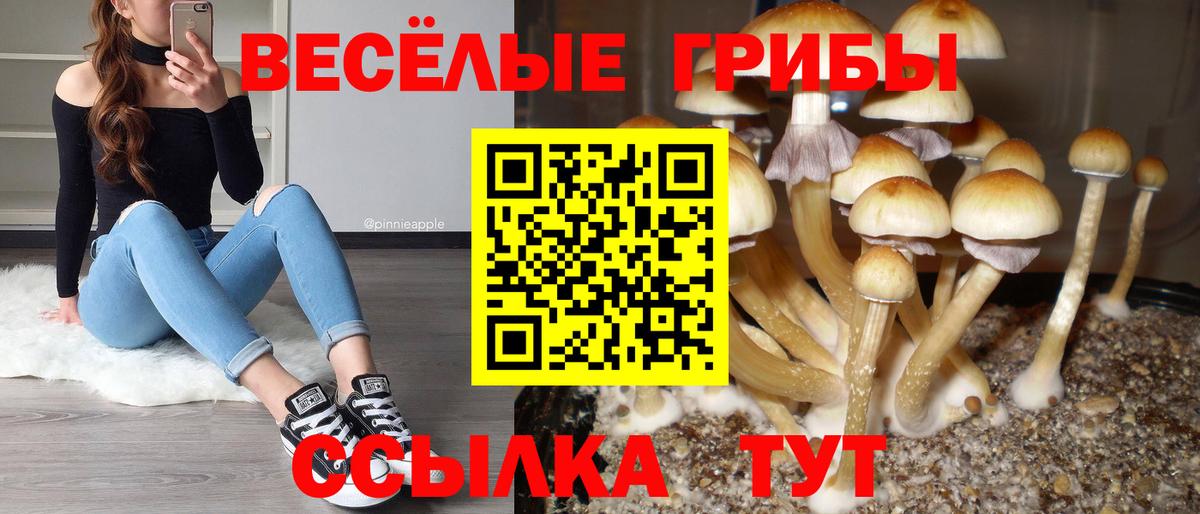 Галлюциногенные грибы MAGIC MUSHROOMS  Вход с VPN  Заводоуковск 